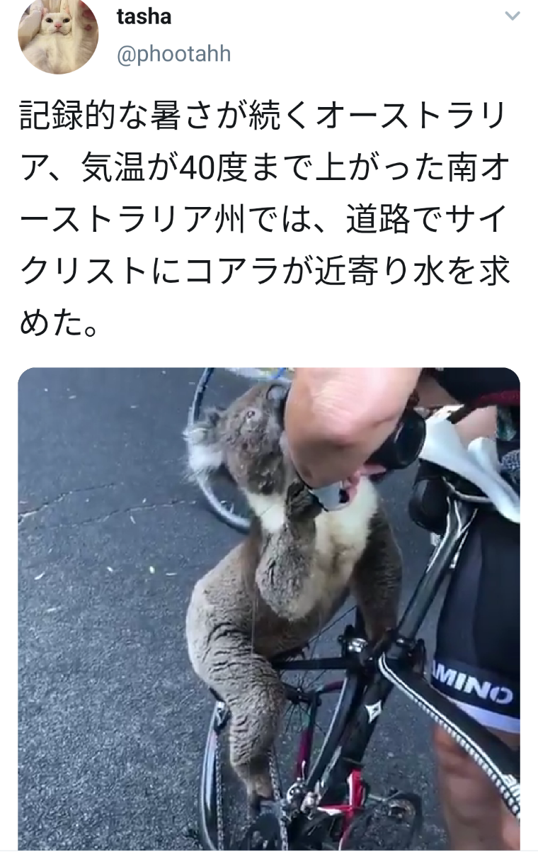 豪州が車カスの温暖化のせいで40 コラア お水ちょうだい 優しいサイクリスト いっぱい飲め アウトドアまとめちゃん