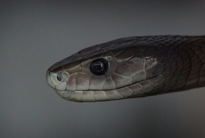 画像 ブラックマンバとかいう世界最強の毒蛇 口の中が真っ黒で恐ろしい アウトドアまとめちゃん