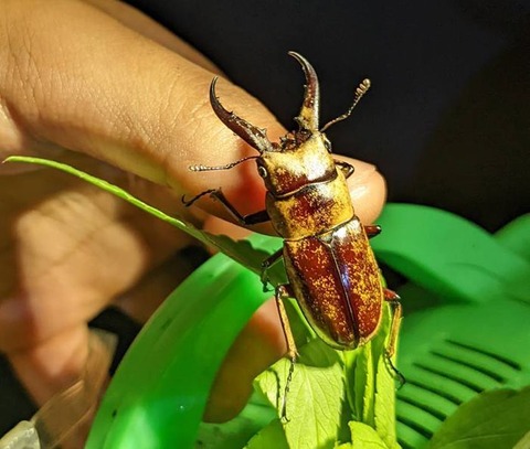 黄金のクワガタ見つかる