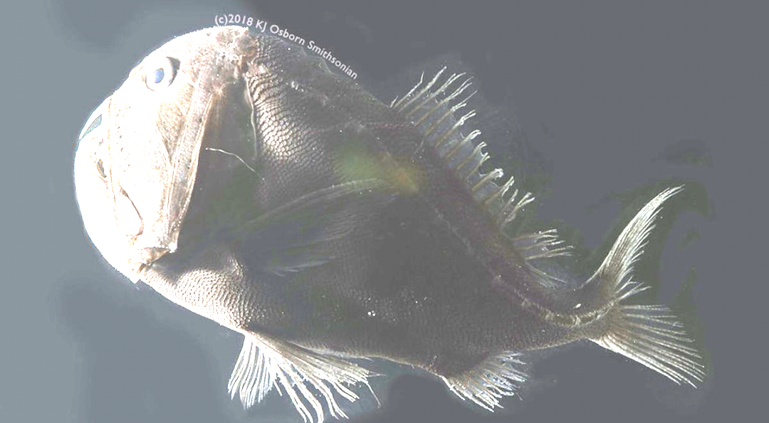 速報 光を99 5 吸収する 世界一黒い魚 が発見される アウトドアまとめちゃん 速報 光を99 5 吸収する 世界一黒い魚 が発見される アウトドアまとめちゃん