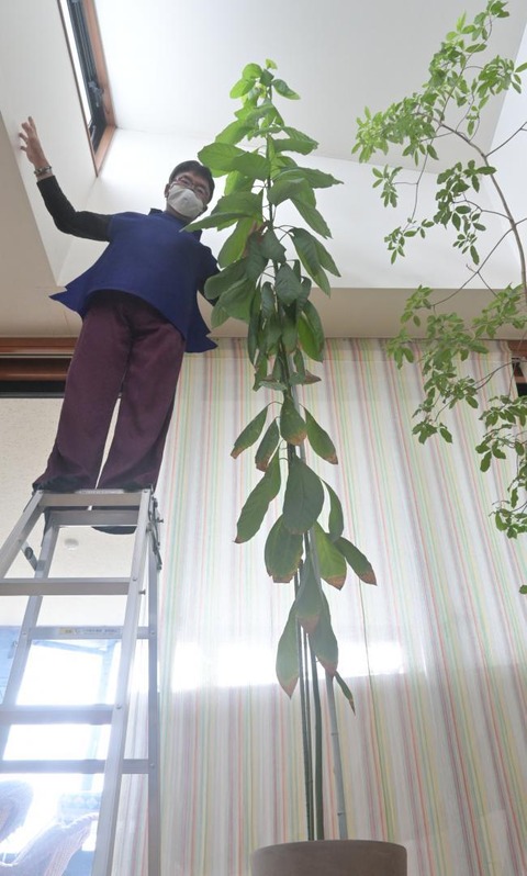 スーパーで買ったアボカドの種を植える→高さ3.5メートル以上に成長