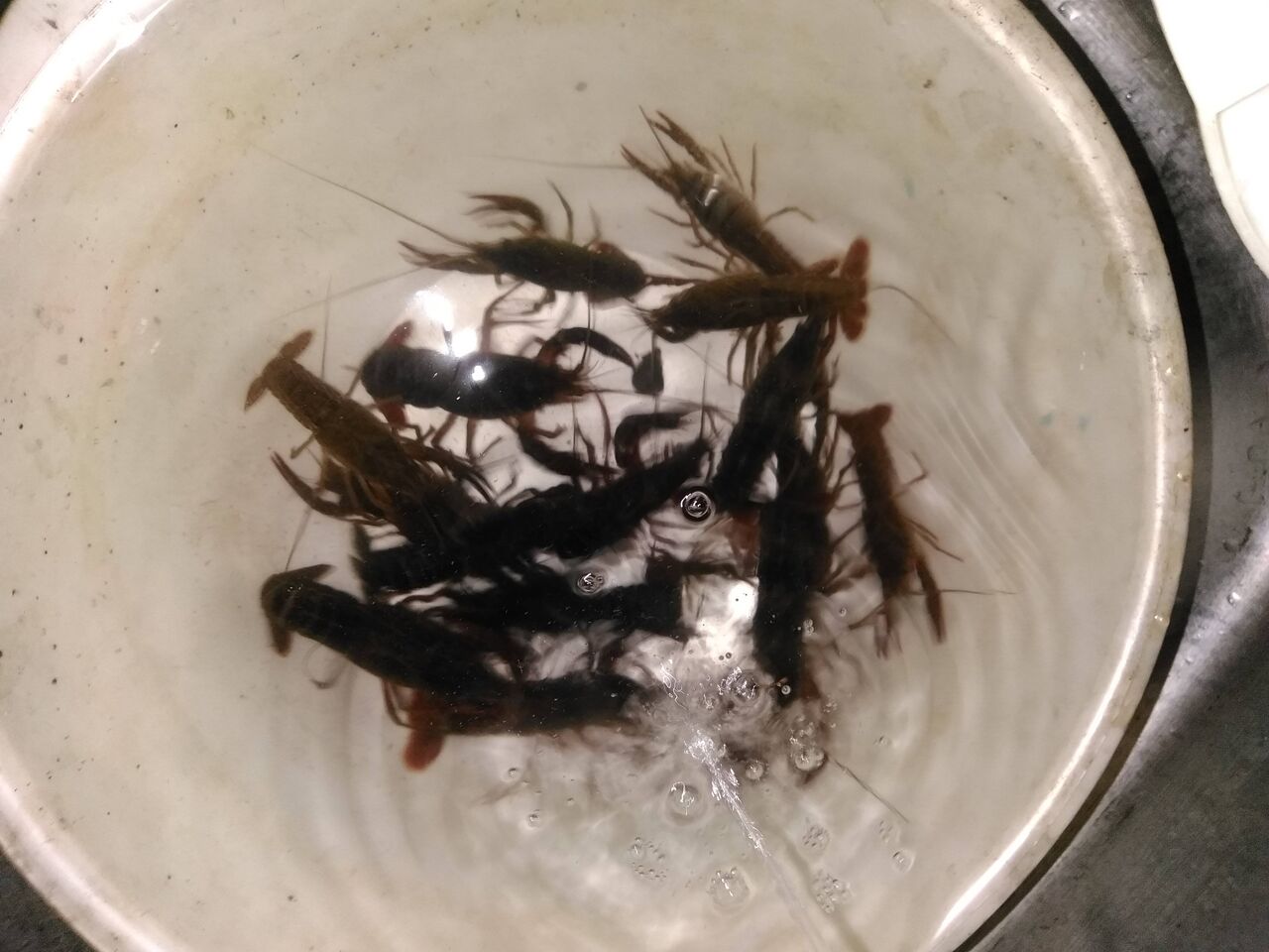 川で捕まえてきたザリガニを食べるで アウトドアまとめちゃん 川で捕まえてきたザリガニを食べるで アウトドアまとめちゃん