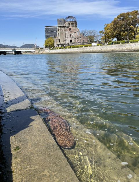 【画像】野生化したウーパールパー、ここまでデカくなる