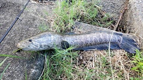 釣り初心者ワイ、バス釣りに挑むも変な魚を釣ってしまう