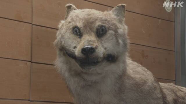 画像 絶滅したニホンオオカミの剥製が展示されるもなんか顔が怖いwwwwwwwww アウトドア情報まとめアンテナ