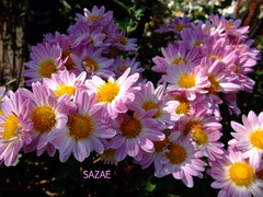 vh5kpUpMneLXMci1543398814_1543398853