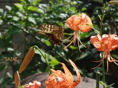 w39AW6CGUkmeeln1534741261_1534741307