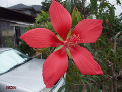 hupW_cIaBixUGT31534288340_1534288480 (1)