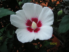 qwfcpXz06SIb1eG1535500003_1535500209