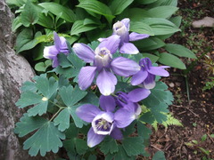 DSCF2211