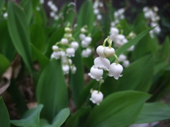 DSCF2216