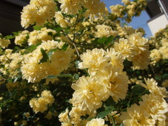 DSCF2218