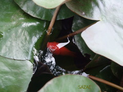 KtCwBIwphTbQ_jz1535002063_1535002126