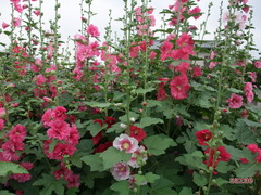 UQ1w9vCZs4bCIJu1534229562_1534229775