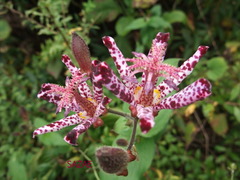 ODLwPjRQ7VAO5o81541296630_1541296695