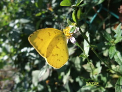 UeyvUL6NJ9VlpRR1536669618_1536669678