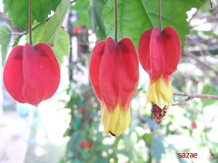 T2NuTelw1kJR5641534419679_1534419752