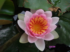 9UmwsZoLla3sgjp1534653726_1534653780