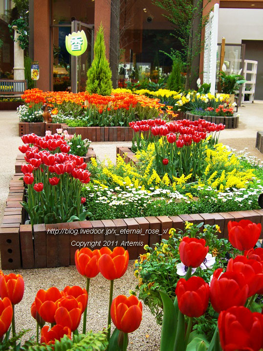 10.4.18 チューリップ四季彩館  (26)