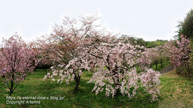 23.4.5 宗堂桜 (64)