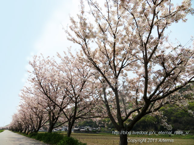20.4.8.3 瀬戸町大内 桜  (4)