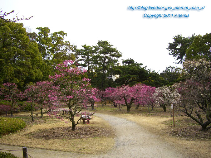 11.2.20 栗林公園 (54)