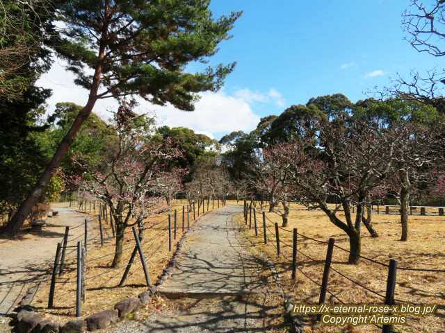 23.3.2.3 長岡公園 梅園 (7)