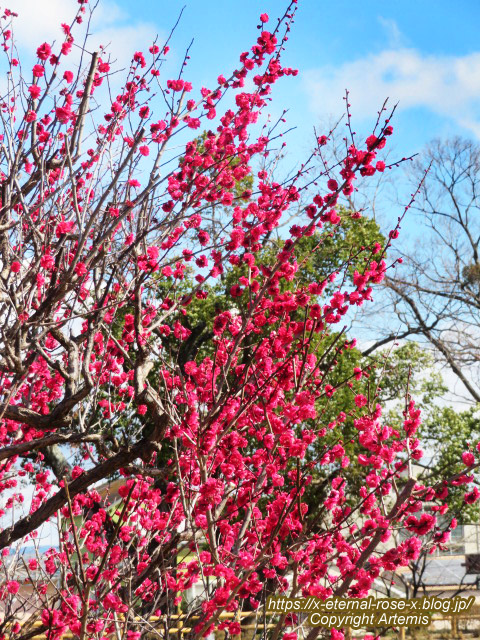 23.3.2.4 長岡天満宮 (13)