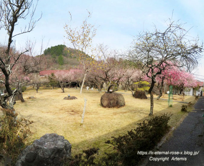 備前焼の窯元 山麓窯で梅の花見しながらカフェタイム 22 Eternal Rose エターナルローズ 備前焼の窯元 山麓窯で梅の花見しながらカフェタイム 22 Eternal Rose エターナルローズ