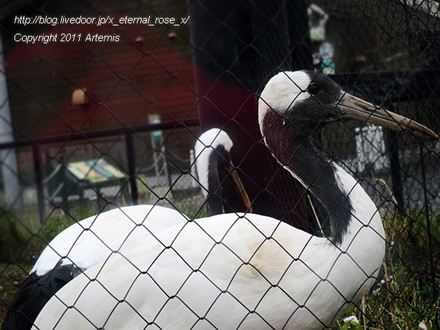 18.11.22.8 丹頂  (25)