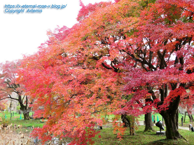 19.11.241 京都府立植物園 (66)