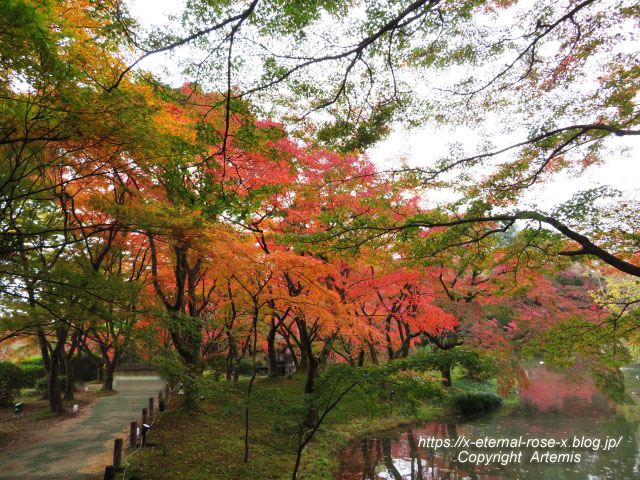 19.11.241 京都府立植物園 (49)