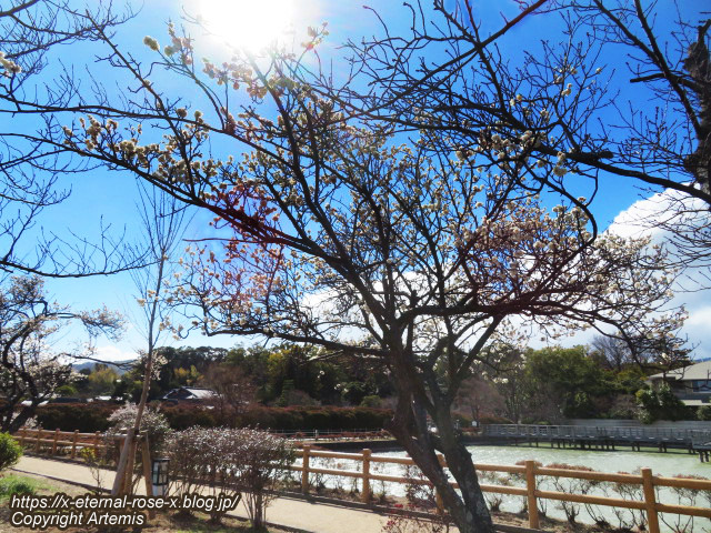 23.3.2.4 長岡天満宮 (24)