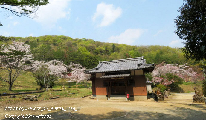 20.4.8.1 素盞嗚神社  宗堂桜 (15)