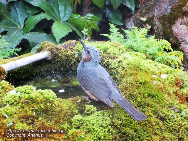 22.4.7 sonoka そばの実スイーツ  (56)