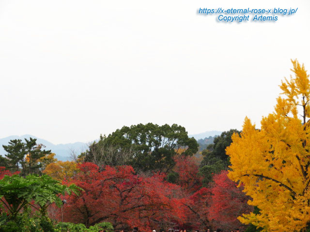 19.11.241 京都府立植物園 (110)