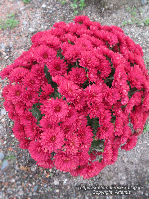 19.11.241 京都府立植物園 (193)