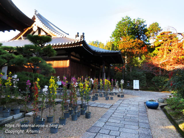 19.11.23.9 法金剛院  (11)