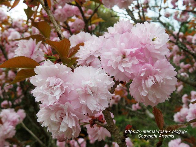 23.4.5 宗堂桜 (93)