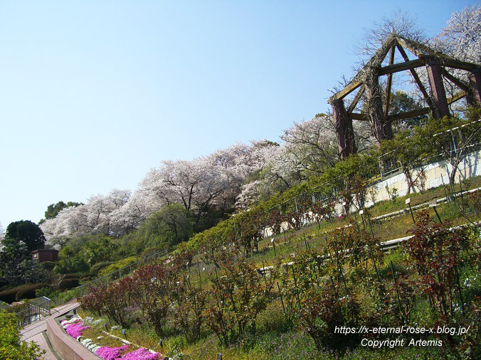 11.4.14.1 半田山植物園 (140)