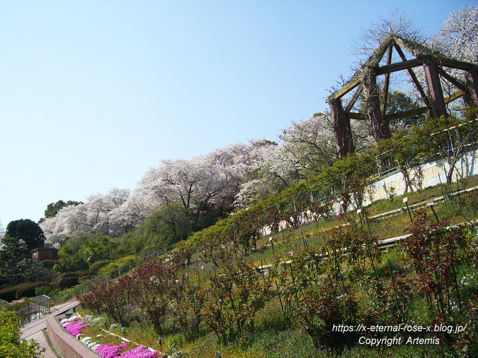 11.4.14.1 半田山植物園  (140)