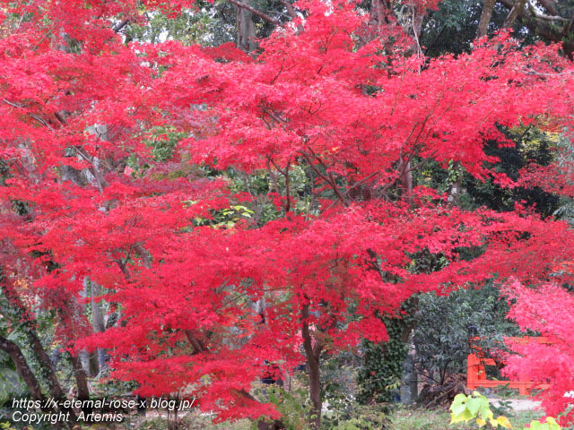 19.11.241 京都府立植物園 (71)