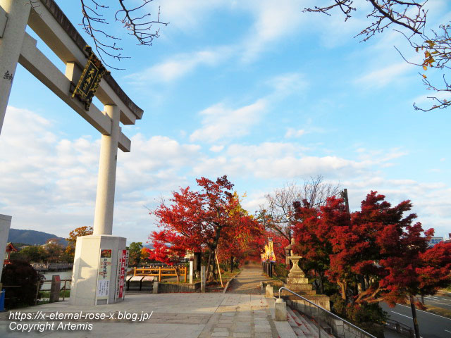 長岡天満宮 八条ヶ池 錦景苑 紅葉 19 Eternal Rose エターナルローズ