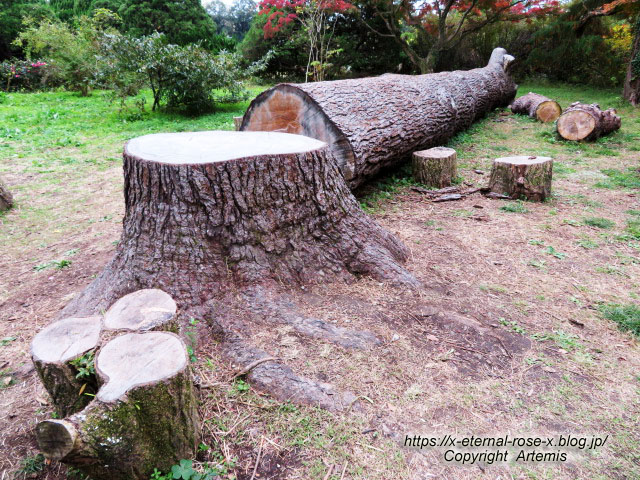 19.11.241 京都府立植物園 (172)