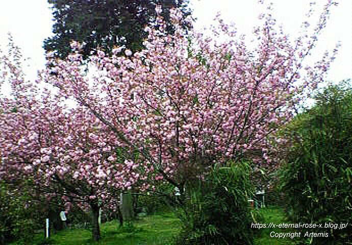 11.4.27 宗堂桜  (18)
