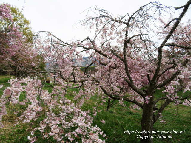 23.4.5 宗堂桜 (75)