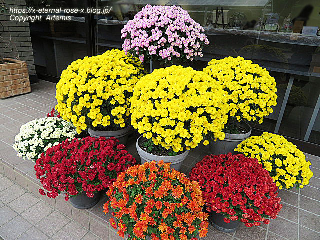 19.11.241 京都府立植物園 (121)