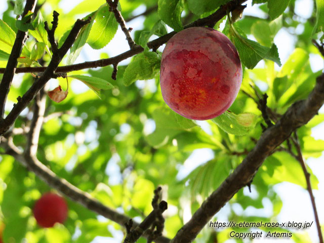 19.7.6.5 妙福寺観音院 (6)
