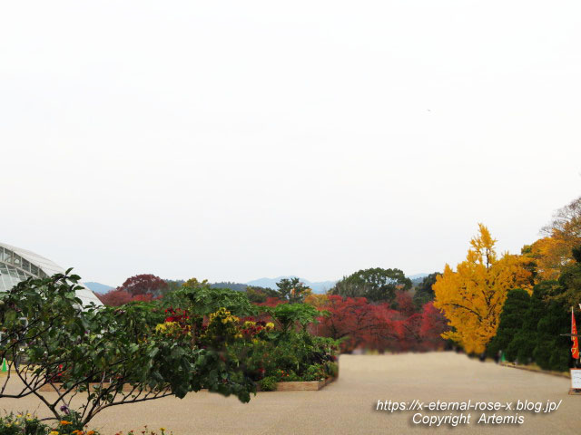 19.11.241 京都府立植物園 (108)