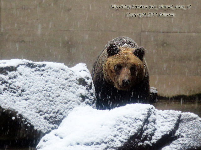 18.11.22.15 旭山動物園  (10)